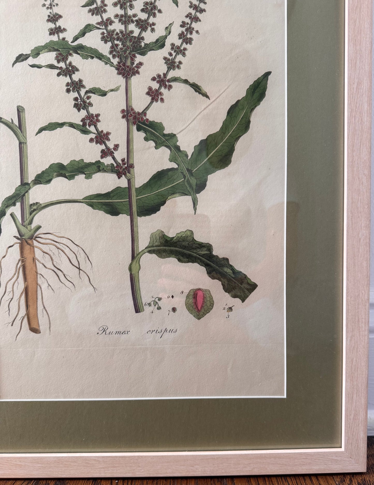 Framed Antique Botanicals