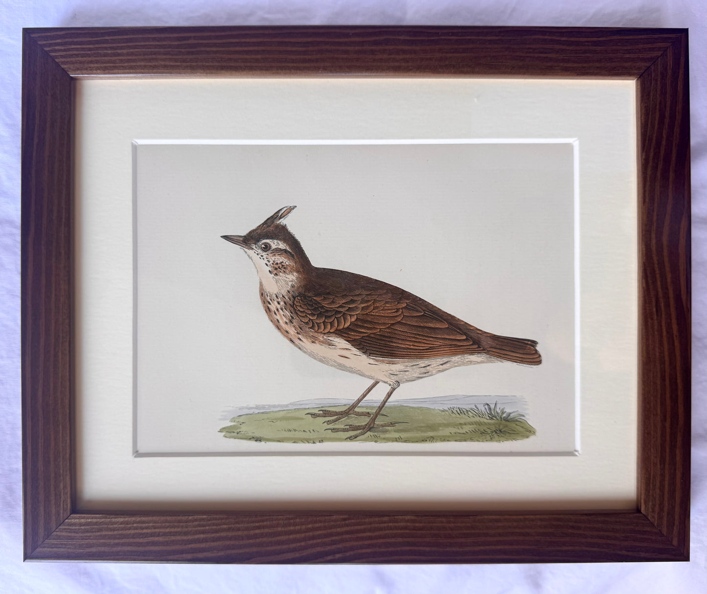 Framed Antique Bird Prints