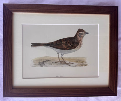 Framed Antique Bird Prints