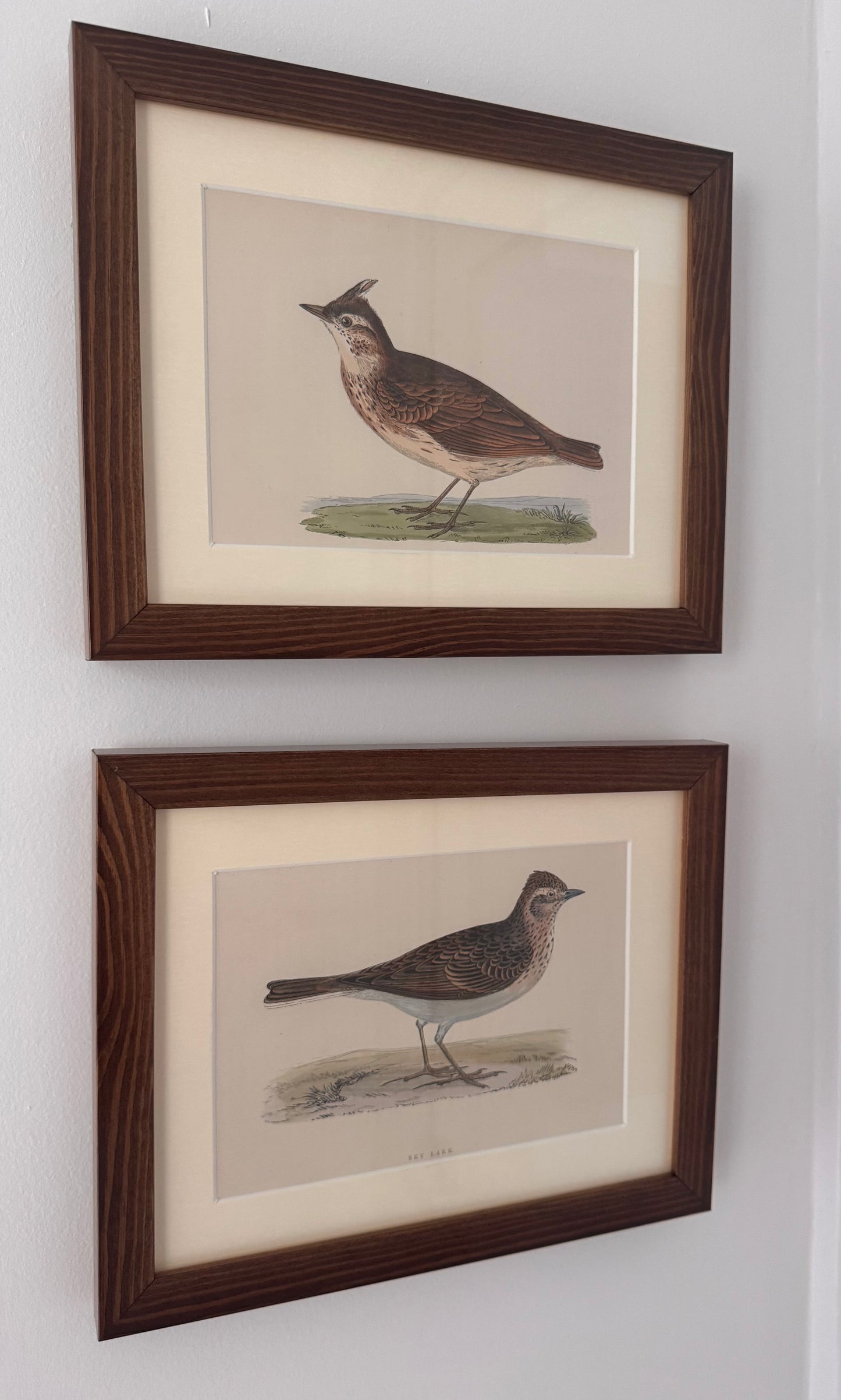 Framed Antique Bird Prints