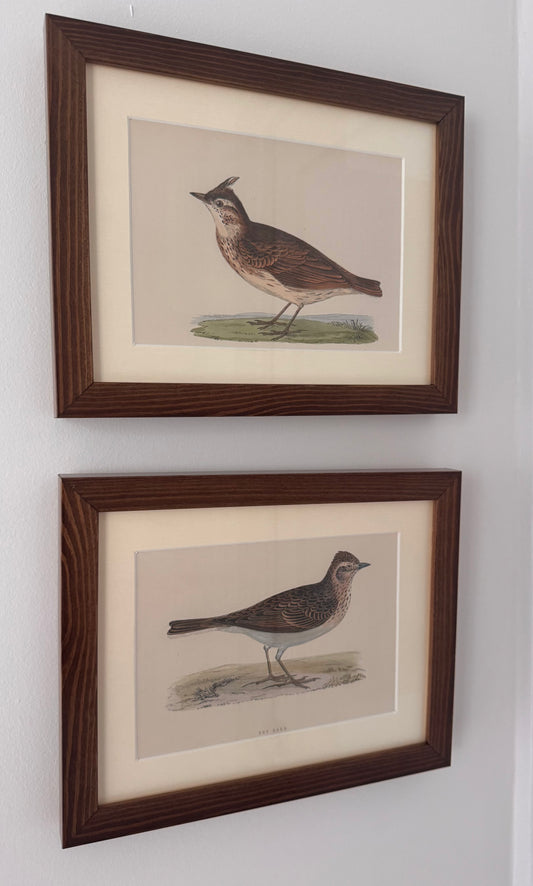 Framed Antique Bird Prints