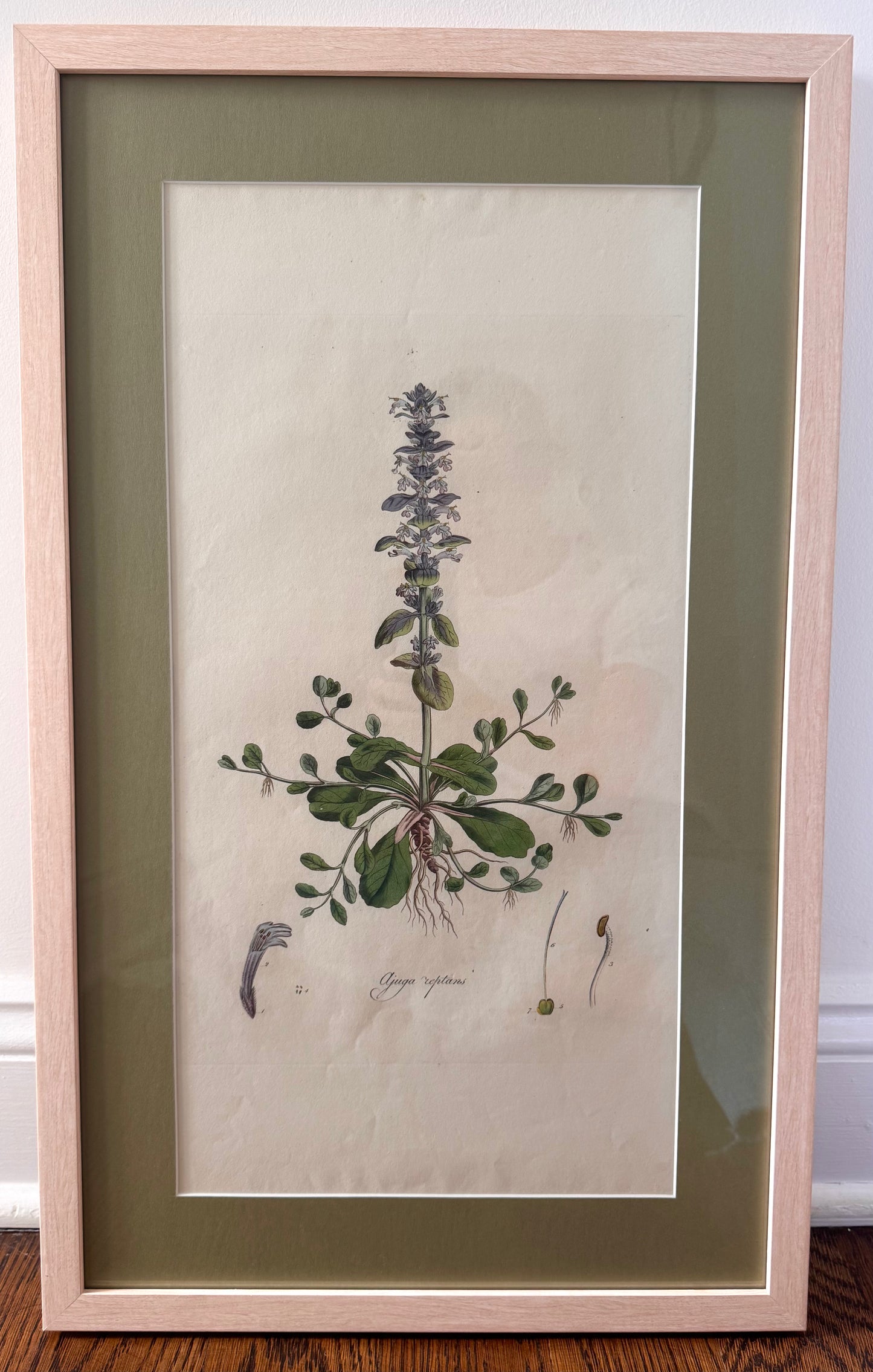 Framed Antique Botanicals