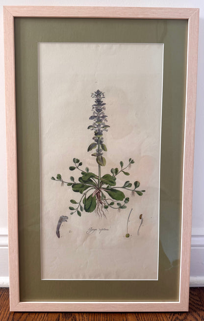 Framed Antique Botanicals