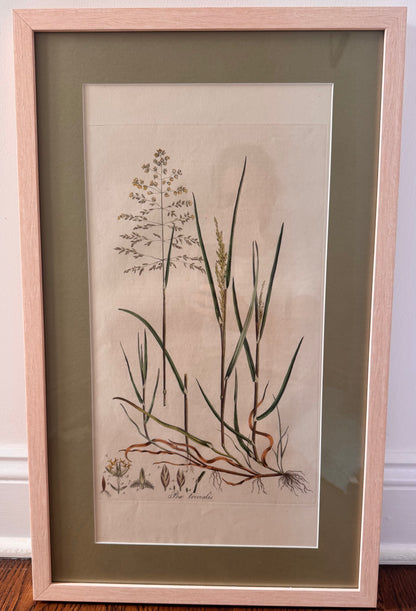 Framed Antique Botanicals