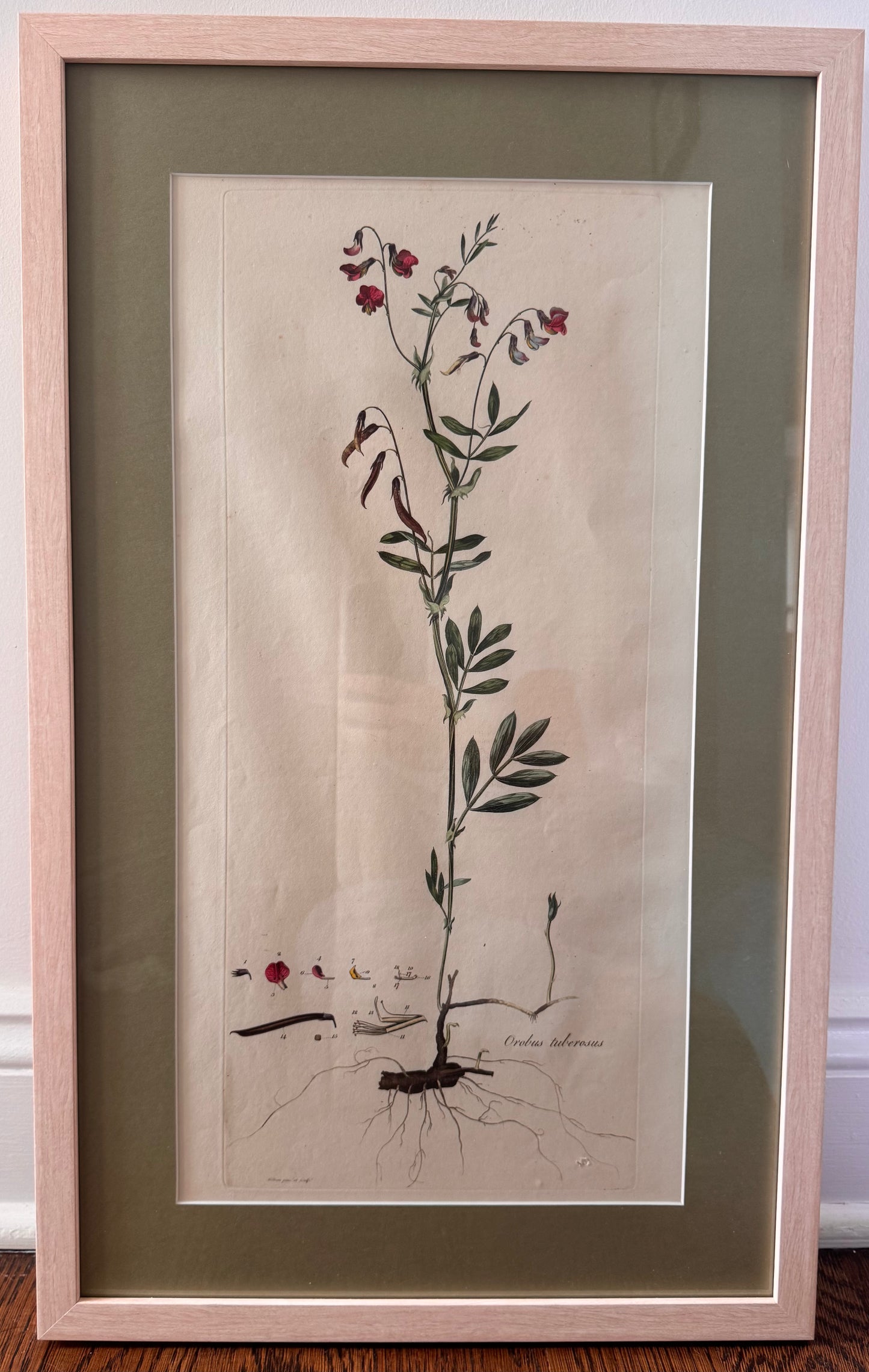 Framed Antique Botanicals