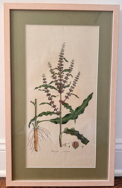 Framed Antique Botanicals
